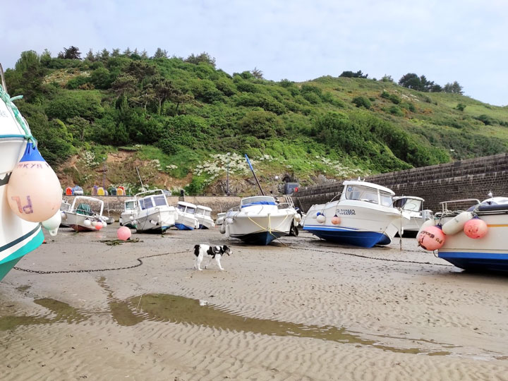 Hund im Port von Bréhec, Côtes d'Armor