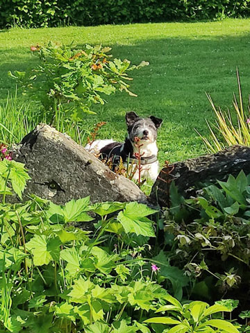 Hund im Garten, Urlaub in der Bretagne