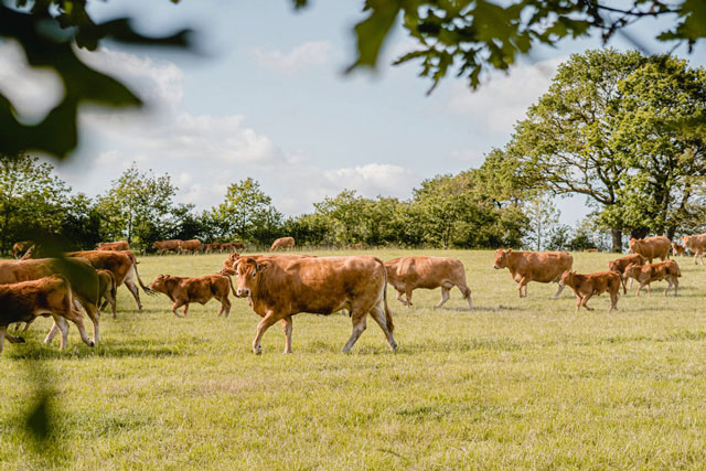 Cows from Into the Prairie, Plélo