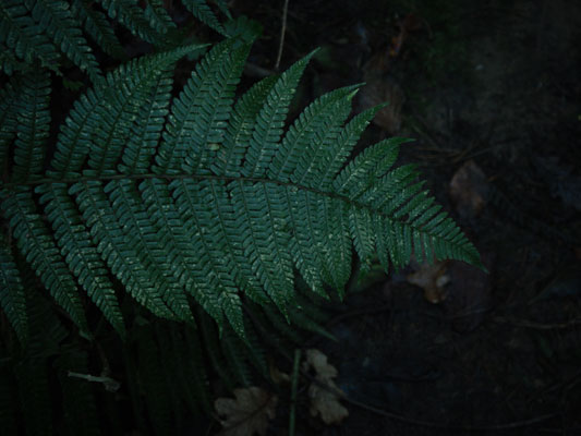 Fern, forest in autumn, Brittany