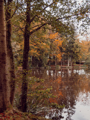 Forest beside a pond in autumn, Brittany