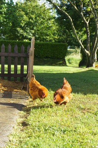 Hens at Into the Prairie, Brittany
