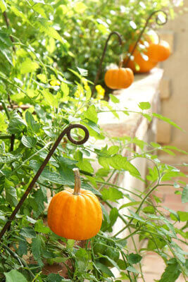 Little pumpkin in the glasshouse, holiday home, Into the Prairie