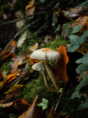 Mushroom in the forest, autumn in Brittany