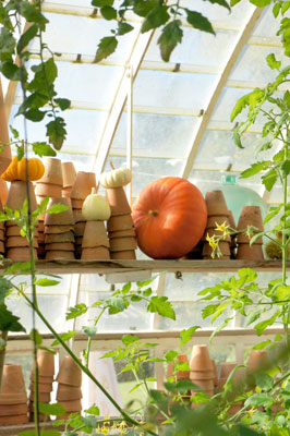 Pumpkin in the glasshouse, Into the Prairie, Brittany