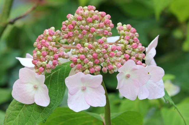 hydrangea and typical brittany flowers
