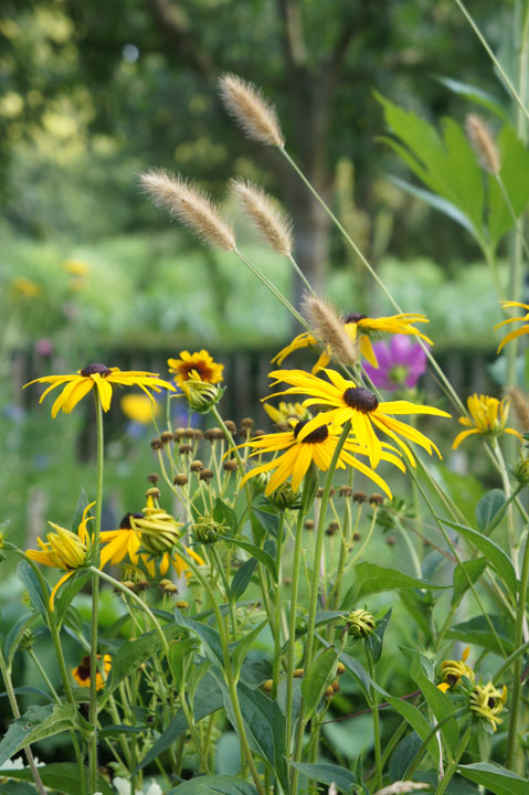Flower garden