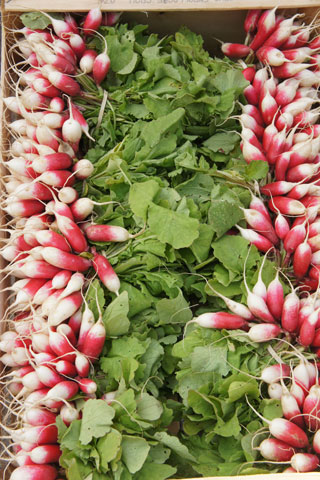 Pink radish