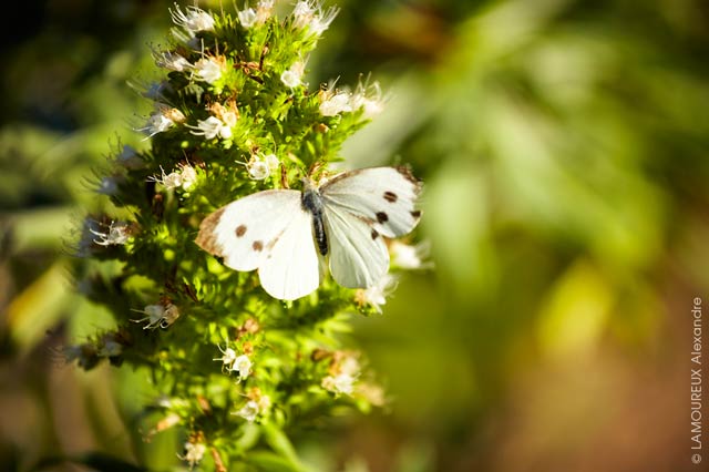 Papillon dans un jardin de Bretagne