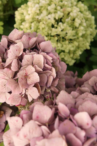 Atelier d'art floral à Châtelaudren