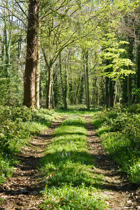 Weg in het bos, Plélo et Châtelaudren