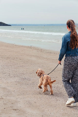 Balade sur la plage avec un chien