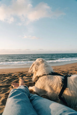 Ontspannen met hond op het strand, Bretagne